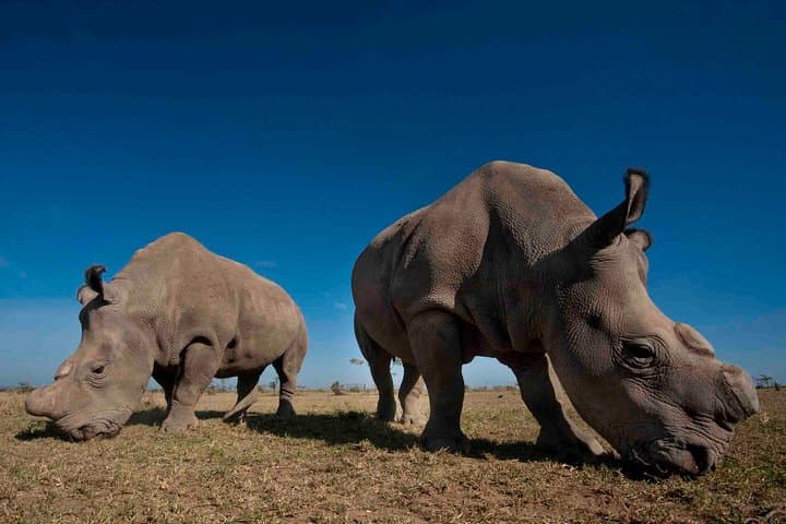 Ol Pejeta Day Trip from Nairobi — Rhino Encounters & Chimp Sanctuary photo 2