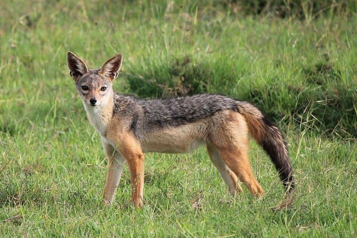 Ol Pejeta Day Trip from Nairobi — Rhino Encounters & Chimp Sanctuary photo 6