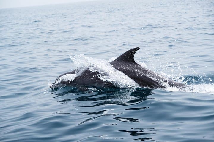 Muscat Dolphin Watching: Responsible Boat Tours to See Spinner and Bottlenose Dolphins photo 5