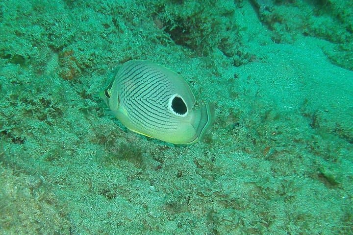 Guided Snorkel at Tres Palmas: Steps Beach Coral Reef Tour photo 2