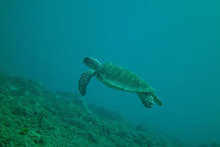 Guided Snorkel at Tres Palmas: Steps Beach Coral Reef Tour photo 4