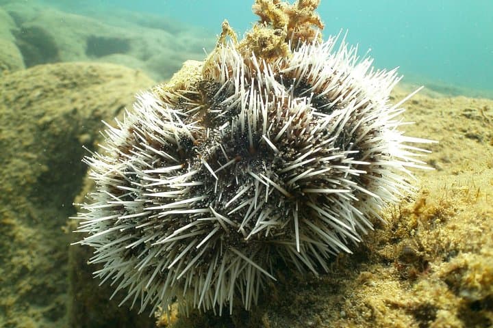 Guided Snorkel at Tres Palmas: Steps Beach Coral Reef Tour photo 5