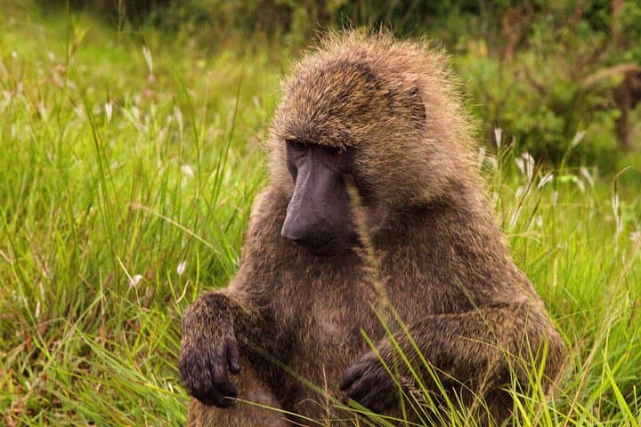 Accra Safari Experience: Shai Hills Game Reserve & City Zoo Tour photo 4