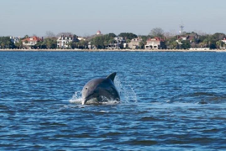 Schooner Dolphin Cruise in Charleston Harbor: Afternoon Sailing on the Pride photo 3