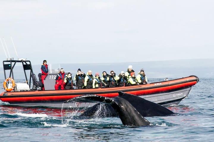 Big Whales & Puffins RIB Tour from Húsavík — Skjálfandi Bay Encounters