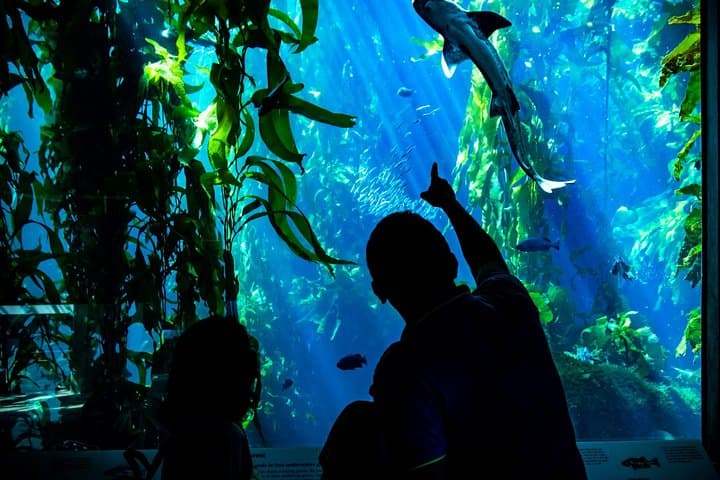 Pacific Coast Explorer: Monterey, Carmel & 17-Mile Drive Day Tour from San Francisco photo 2