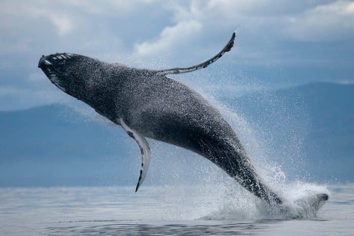 Full-Day Buggy and Whale Watching Adventure from Reykjavik photo 2