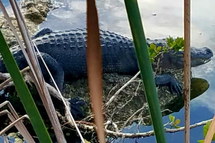 Exploring the Florida Keys: A Nature and History Tour from Key West photo 2