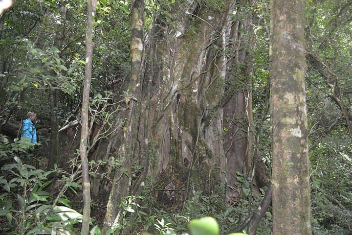 Miravalles Volcano & Waterfalls Day Trip from Tamarindo: Hot Springs, Mud Baths & Hanging Bridges photo 3