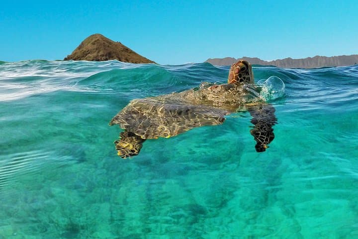 Kailua 2-Hour Guided Kayak to Popoiʻa Island — Snorkel with Sea Turtles photo 3