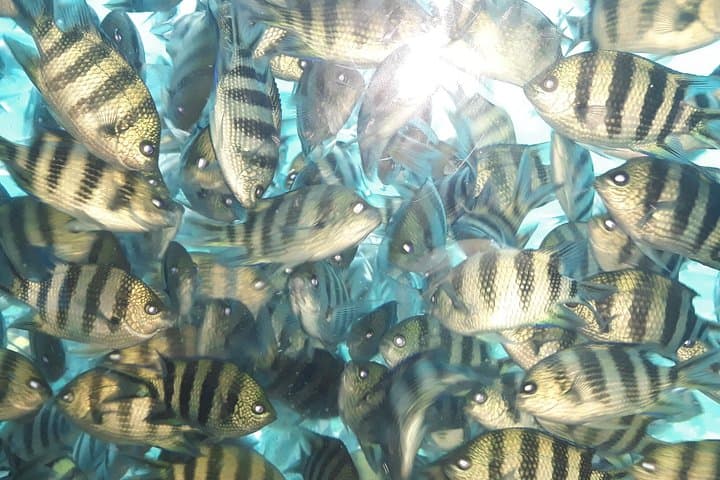 Hurghada Semi-Submarine Red Sea Tour — Underwater Viewing & Snorkel Stops photo 5