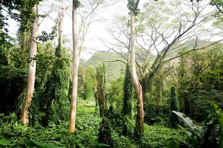 Manoa Valley Waterfall Hike — 2-Mile Guided Trail to a 150-Foot Fall photo 3