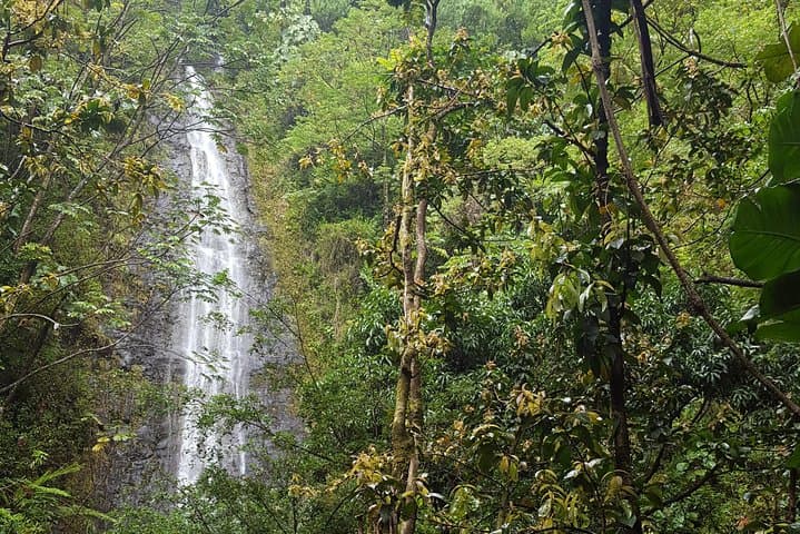 Manoa Valley Waterfall Hike — 2-Mile Guided Trail to a 150-Foot Fall photo 4
