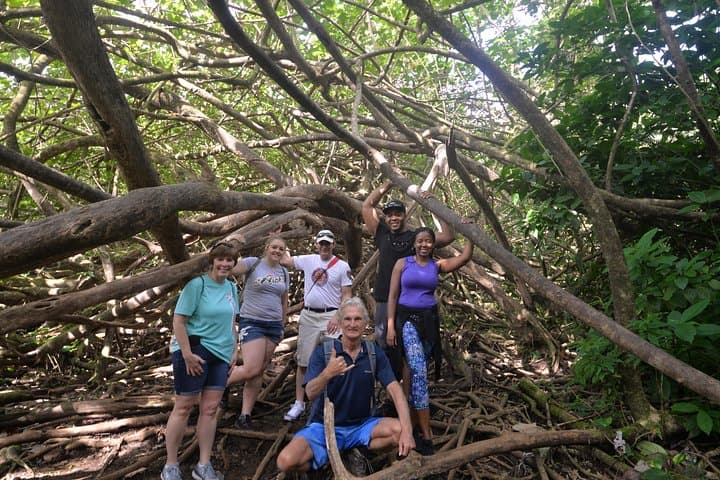 Manoa Valley Waterfall Hike — 2-Mile Guided Trail to a 150-Foot Fall photo 5
