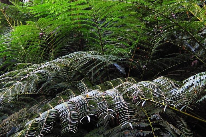 Koolau Hidden Waterfall Hike — Guided 35-Foot Waterfall Trek on Oahu photo 4