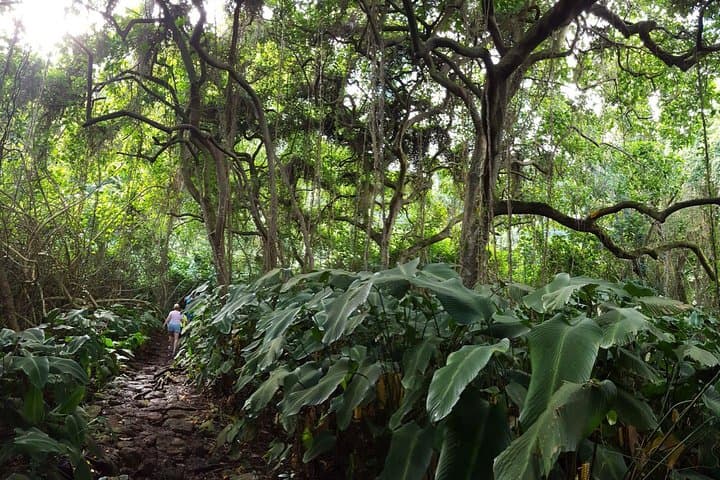 Koolau Hidden Waterfall Hike — Guided 35-Foot Waterfall Trek on Oahu photo 5