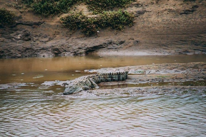 Udawalawe Safari Day Trip from Bentota — Elephant Transit Home & 3-Hour Jeep Safari photo 3