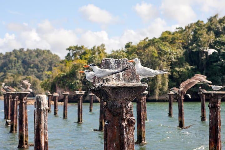 Explore Los Haitises & Caño Hondo: Private Mangrove, Cave and Natural Pool Tour with Lunch photo 3