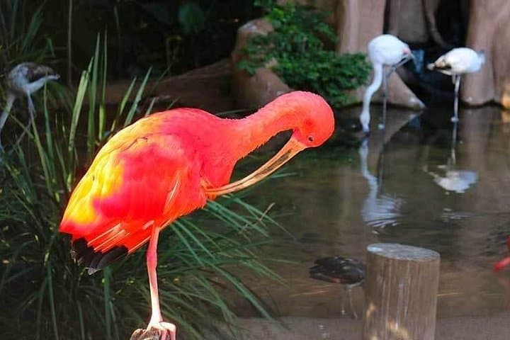 Iguassu Falls in Three Days: Private Tours, Brazilian Views & Bird Park photo 3