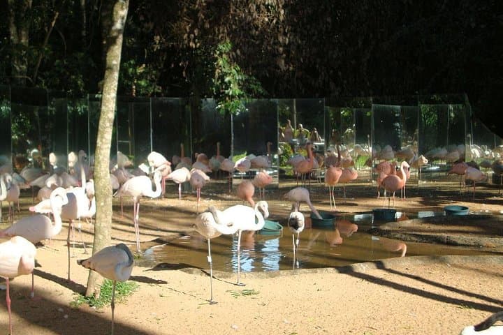 Iguassu Falls in Three Days: Private Tours, Brazilian Views & Bird Park photo 4