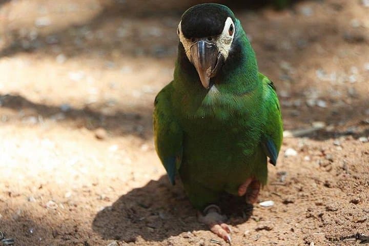 Iguassu Falls in Three Days: Private Tours, Brazilian Views & Bird Park photo 5