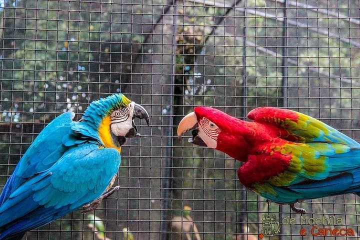 Iguassu Falls in Three Days: Private Tours, Brazilian Views & Bird Park