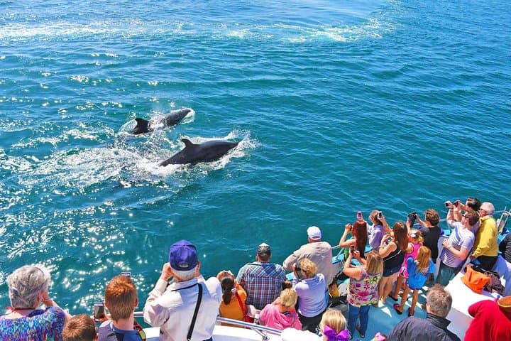 Experience Newport Beach Whale and Dolphin Watching: A Coastal Marine Adventure photo 3