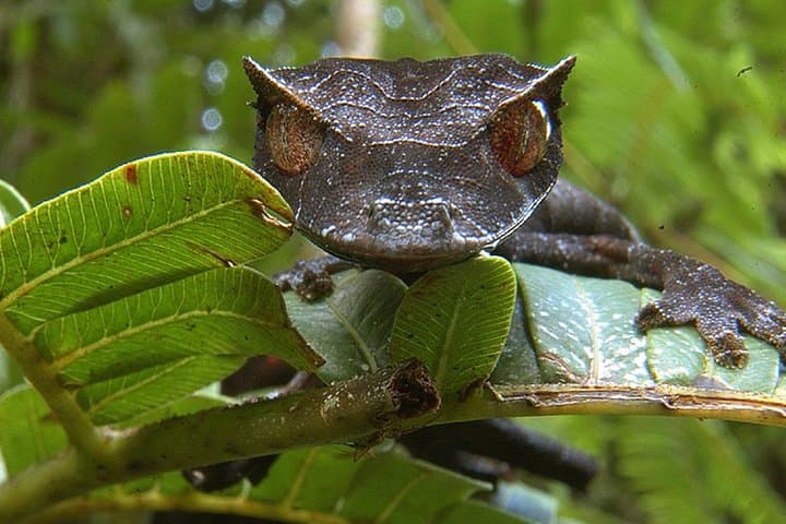 Private 12-Day Highlights of Madagascar: Ranomafana, Isalo & Highland Culture photo 5