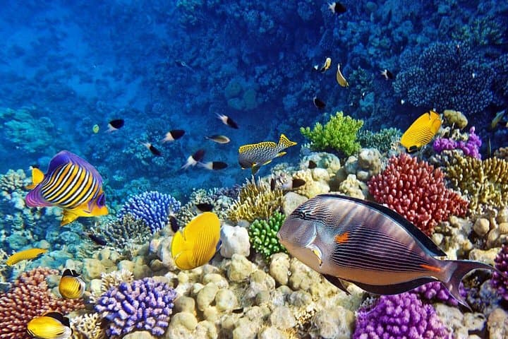 Giftun Island Snorkeling from Hurghada — Coral Reefs & White Sand Beaches photo 4