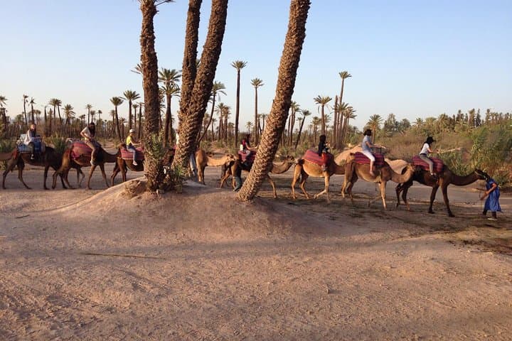 Sunset Camel Ride in Marrakech Palm Grove — Palmeraie Dromedary Experience photo 6