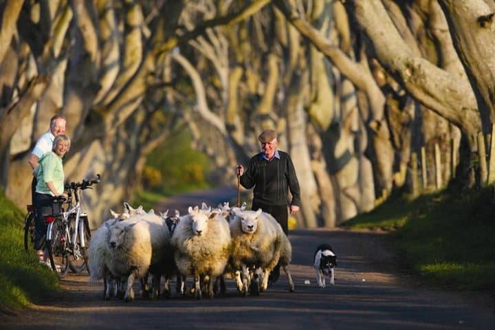 Day Trip from Dublin to Giant's Causeway, Dark Hedges, Dunluce & Titanic Belfast photo 4