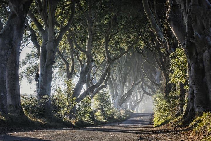 Dublin to Giant's Causeway: Dunluce Castle, Dark Hedges & Belfast Day Tour photo 4