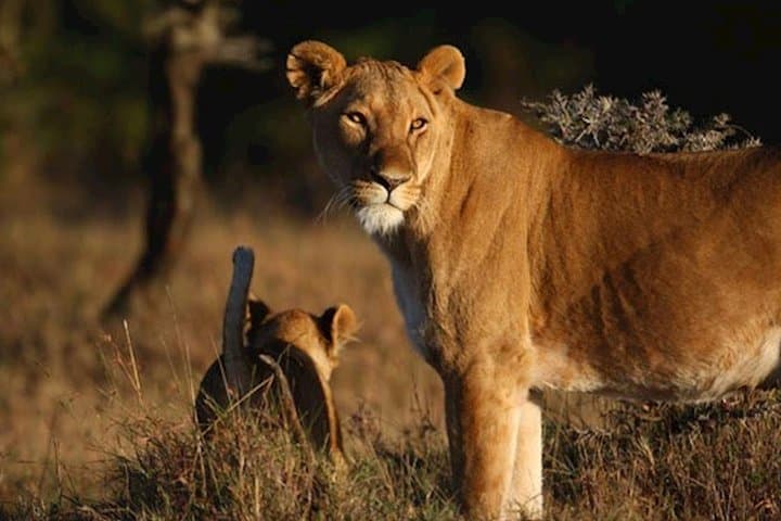 Ol Pejeta & Sweetwaters: Chimpanzee Sanctuary and Lion-Tracking Safari photo 3