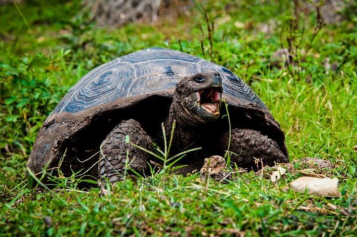 Galapagos By Land and Sea: 4-Day Wildlife & Snorkel Adventure photo 1