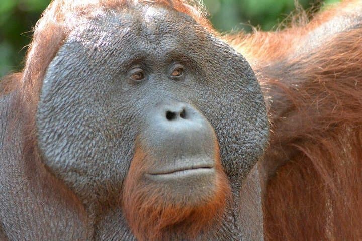 5-Day Tanjung Puting Orangutan Jungle Trail — Klotok Boat, Camp Leakey & Lowland Rainforest photo 2