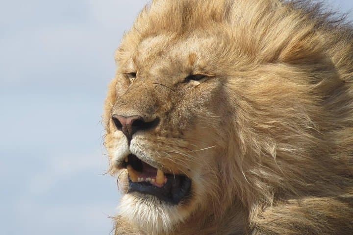 9-Day Tanzania Safari: See the Great Wildebeest Migration