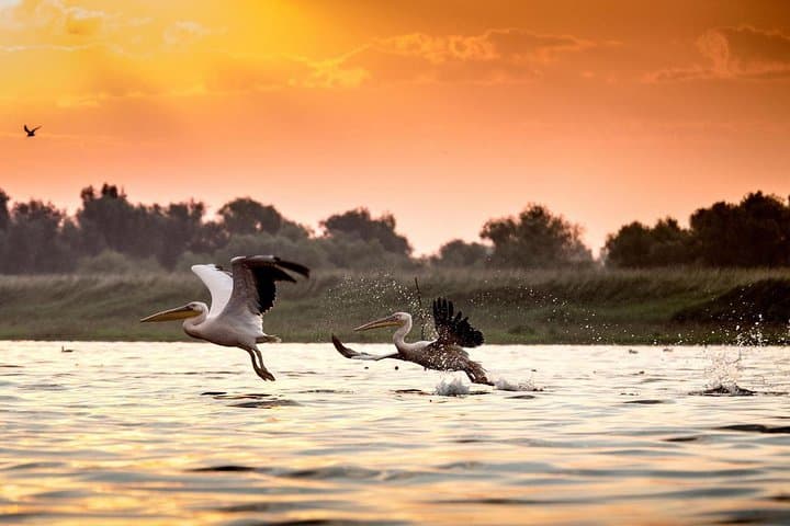Four-Day Danube Delta Safari from Bucharest — Birds, Letea Forest & Sulina