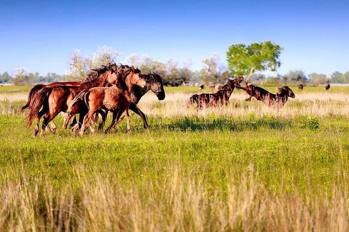 Four-Day Danube Delta Safari from Bucharest — Birds, Letea Forest & Sulina photo 2