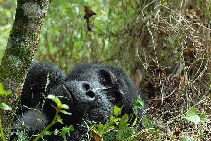 6-Day Uganda Gorilla Adventure: Bwindi Gorilla Trekking & Lake Mutanda Canoe