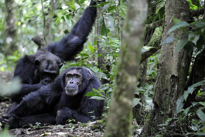 8-Day Uganda Gorilla & Primate Safari — Bwindi Gorillas, Kibale Chimps & Queen Elizabeth