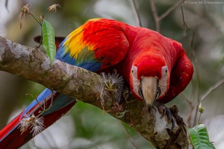 3-Day Posada Amazonas Classic Program: Tambopata Lodge, Canopy Tower & Wildlife