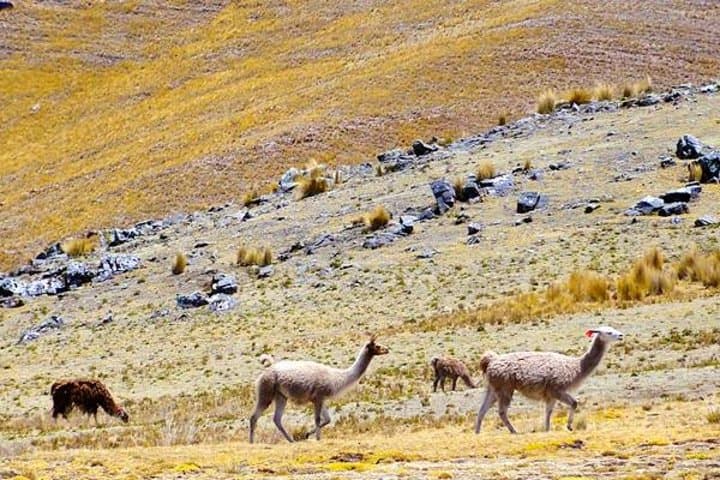 3-Day Huchuy Qosqo Trek to Machu Picchu: Alternative Inca Route from Cusco photo 2