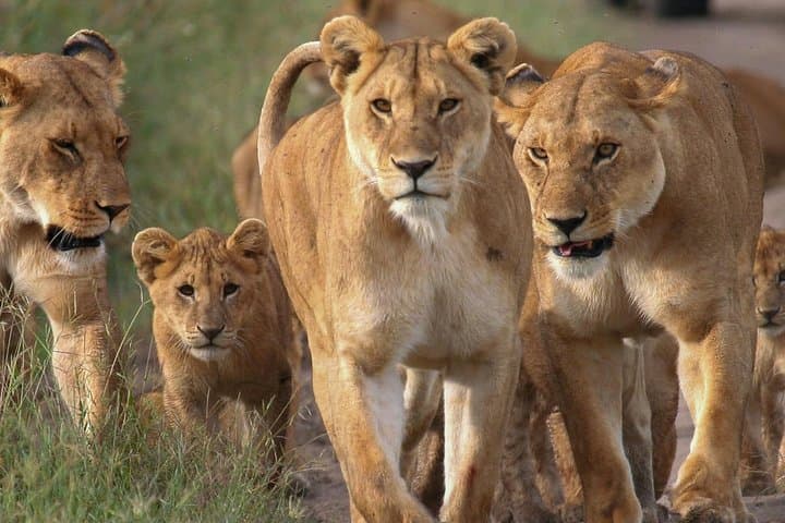 4-Day Maasai Mara & Lake Nakuru Small-Group Safari from Nairobi