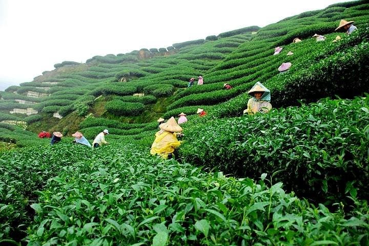 6-Day Kerala Private Tour: Periyar Wildlife & Western Ghats Highlights photo 2