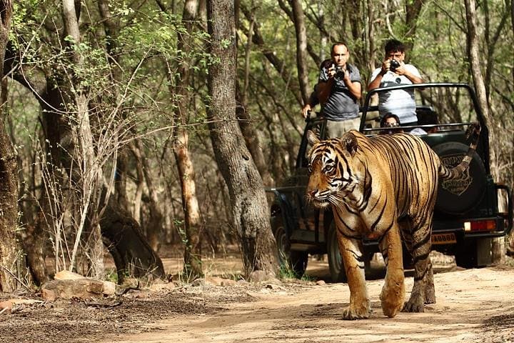 Golden Triangle and Ranthambore: 8-Day Private Tour from Delhi photo 2
