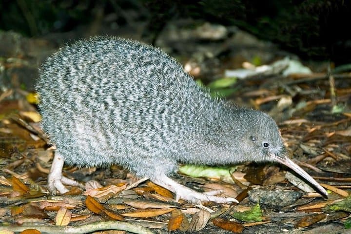 Overnight Kiwi-Spotting Tour on Kapiti Island: Sleep Among Native Birds