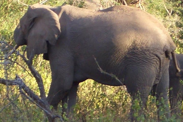Four-Day Kenya Safari: Lake Nakuru & Maasai Mara Wildlife Experience