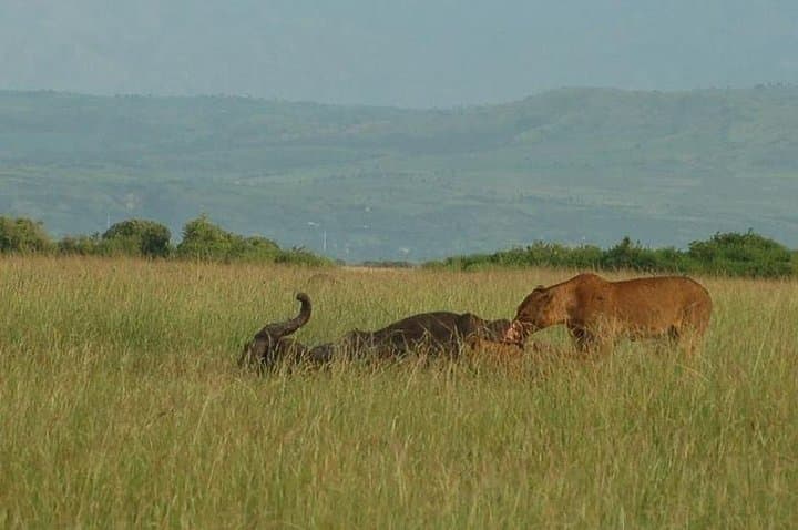 Uganda 7-Night Safari: Murchison Falls to Kibale, Queen Elizabeth & Lake Mburo photo 1