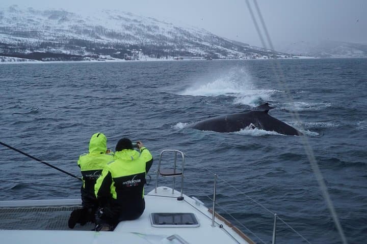 Tromsø Two-Day Northern Lights & Whale Safari by Catamaran photo 2