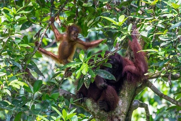 Kinabatangan River Wildlife Cruise & Sepilok Orangutan Visit — 2D/1N Sandakan Private Tour